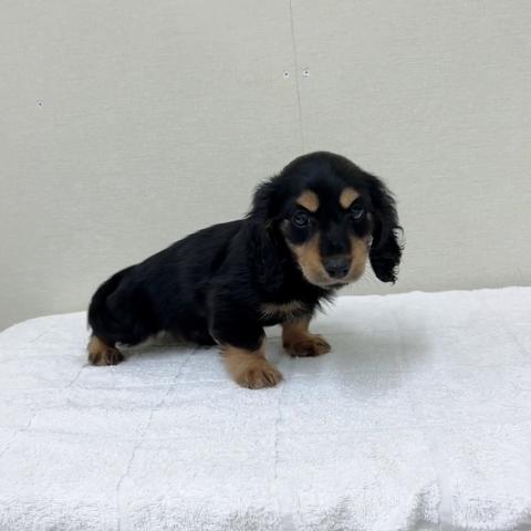 ミニチュアダックスフンド