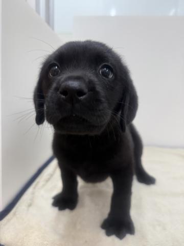 三重県のラブラドールレトリーバー (ペットアミ 松阪店/2026年1月2日生まれ/男の子/ブラック)の子犬の1枚目の画像