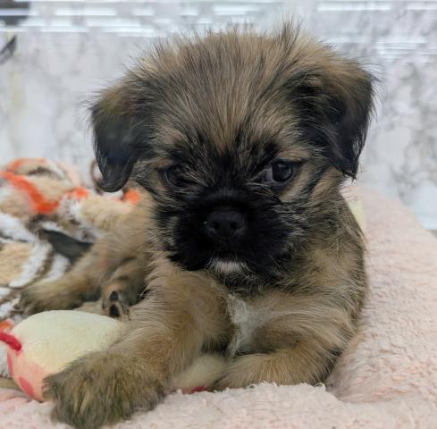 埼玉県のMIXブリュッセルグリフォン×狆 (NICO PET 三郷店/2026年1月29日生まれ/女の子/その他色)の子犬の1枚目の画像