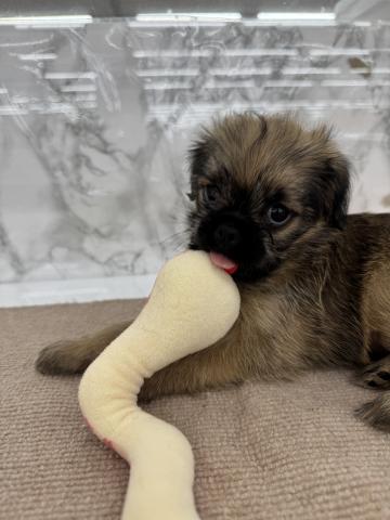 埼玉県のMIXブリュッセルグリフォン×狆 (NICO PET 三郷店/2026年1月29日生まれ/女の子/その他色)の子犬の2枚目の画像