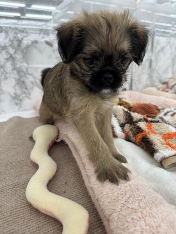 埼玉県のMIXブリュッセルグリフォン×狆 (NICO PET 三郷店/2026年1月29日生まれ/女の子/その他色)の子犬の3枚目の画像