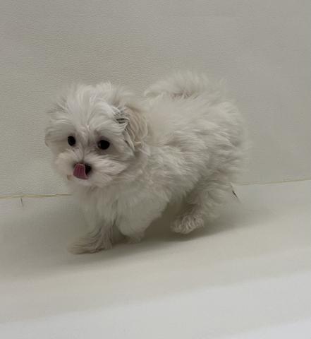 三重県のマルチーズ (ペットアミ 名張店/2026年1月26日生まれ/男の子/ホワイト)の子犬の3枚目の画像