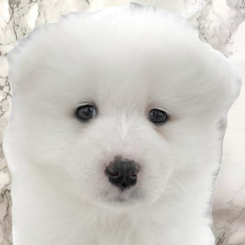 埼玉県のサモエド (NICO PET 三郷店/2025年12月5日生まれ/女の子/ホワイト)の子犬の1枚目の画像