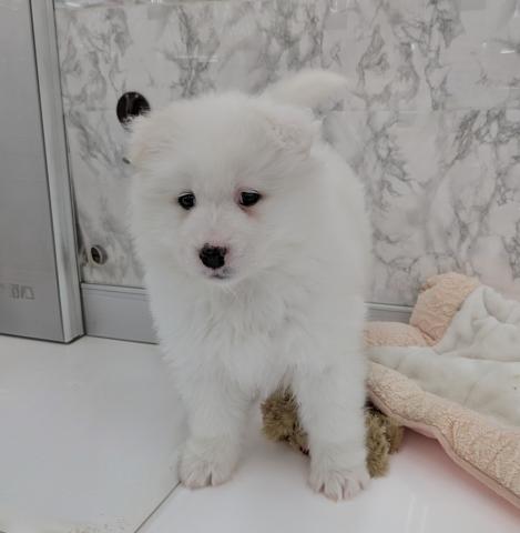 埼玉県のサモエド (NICO PET 三郷店/2025年12月5日生まれ/女の子/ホワイト)の子犬の2枚目の画像
