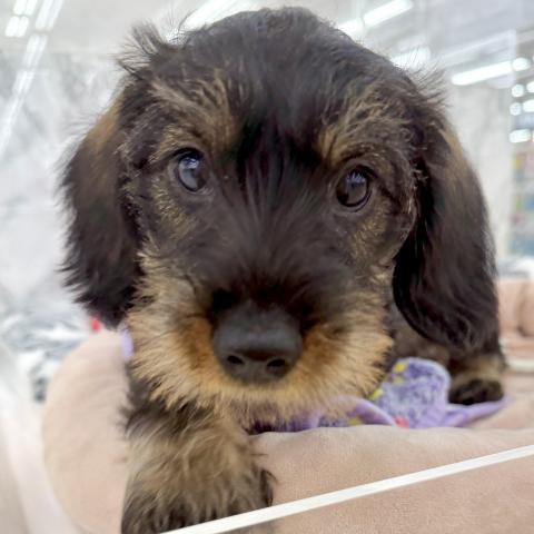 埼玉県のミニチュアダックスフンド(ワイヤー) (NICO PET 三郷店/2025年12月25日生まれ/男の子/ワイルドボアー)の子犬の2枚目の画像