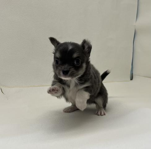 チワワ（ロングコート）