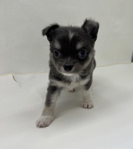 チワワ（ロングコート）