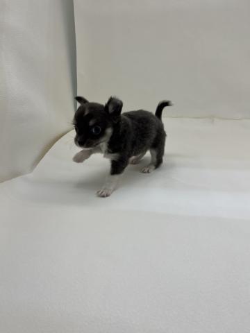 チワワ（ロングコート）