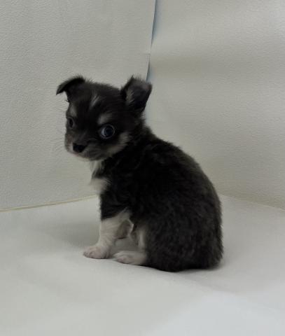 チワワ（ロングコート）