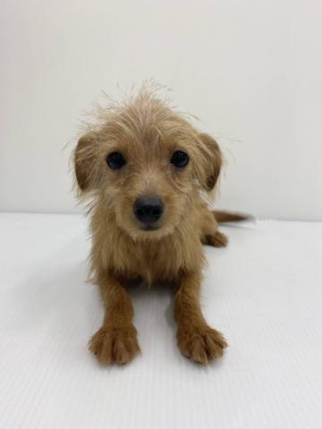 和歌山県のチワプー/プーチー(チワワ×プードル) (ペットアミ 那賀店/2025年7月25日生まれ/女の子/アプリコット)の子犬の1枚目の画像