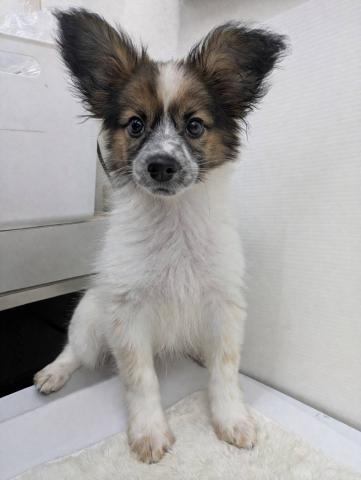 和歌山県のパピヨン (ペットアミ 那賀店/2025年12月20日生まれ/男の子/ホワイトブラウン)の子犬の4枚目の画像