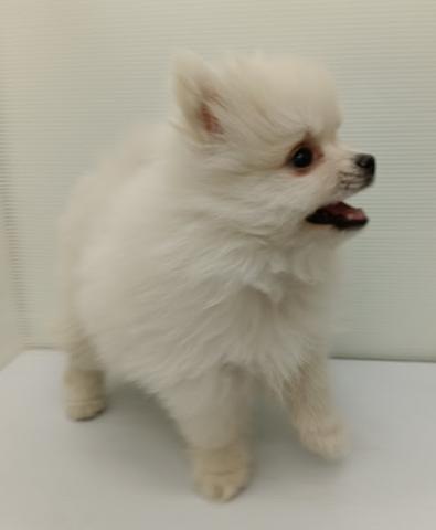 秋田県のポメラニアン (ペットアミ 本荘インター店/2025年11月20日生まれ/男の子/ホワイト)の子犬の3枚目の画像