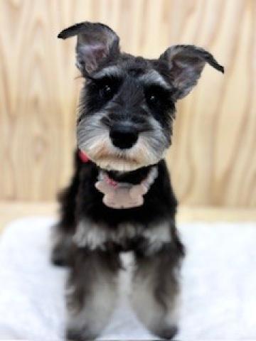 新潟県のミニチュアシュナウザー (ペットアミ 柏崎店/2025年10月15日生まれ/女の子/ソルトペッパー)の子犬の1枚目の画像