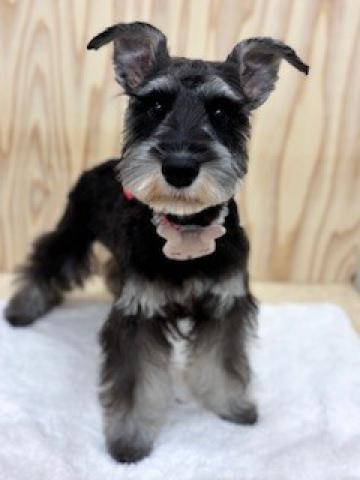 新潟県のミニチュアシュナウザー (ペットアミ 柏崎店/2025年10月15日生まれ/女の子/ソルトペッパー)の子犬の2枚目の画像