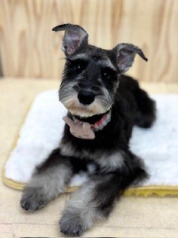 新潟県のミニチュアシュナウザー (ペットアミ 柏崎店/2025年10月15日生まれ/女の子/ソルトペッパー)の子犬の4枚目の画像