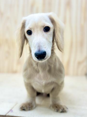 新潟県のミニチュアダックスフンド(ロング) (ペットアミ 柏崎店/2025年10月18日生まれ/男の子/イエロー)の子犬の1枚目の画像