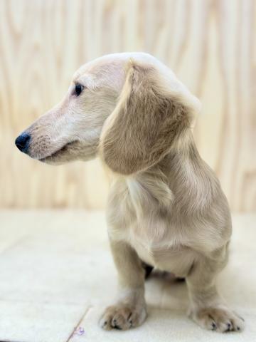 新潟県のミニチュアダックスフンド(ロング) (ペットアミ 柏崎店/2025年10月18日生まれ/男の子/イエロー)の子犬の3枚目の画像