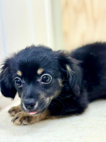 新潟県のチワックス(チワワ×ダックス) (ペットアミ 柏崎店/2026年12月13日生まれ/男の子/ブラックタンホワイト)の子犬の1枚目の画像