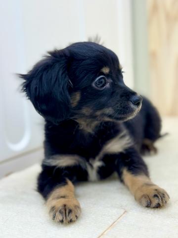 新潟県のチワックス(チワワ×ダックス) (ペットアミ 柏崎店/2026年12月13日生まれ/男の子/ブラックタンホワイト)の子犬の4枚目の画像