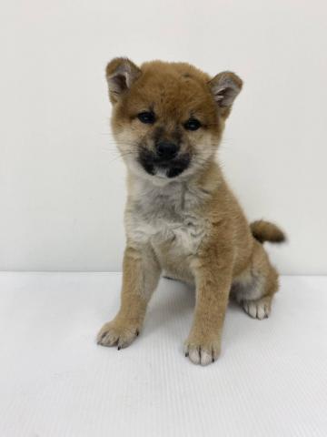 和歌山県の柴犬(標準サイズ) (ペットアミ 和歌山インター店/2025年12月25日生まれ/男の子/レッド)の子犬の1枚目の画像