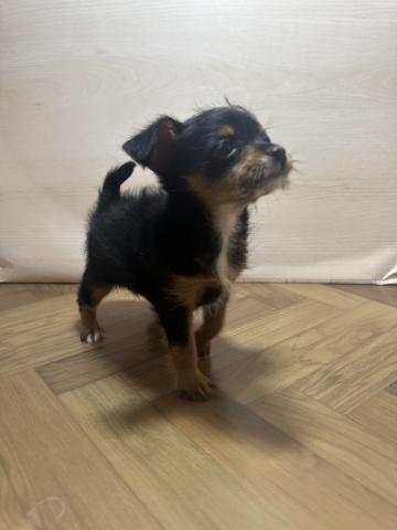 和歌山県の犬ハーフ(チワワ×トイプードル) (ペットアミ 和歌山インター店/2026年1月17日生まれ/女の子/ブラックタン)の子犬の2枚目の画像