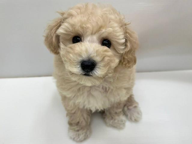 和歌山県のトイプードル(トイ) (ペットアミ 和歌山インター店/2026年1月2日生まれ/女の子/アプリコット)の子犬の1枚目の画像