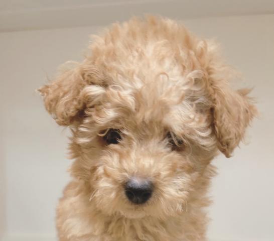 新潟県のトイプードル(トイ) (ペットアミ 三条四日町店/2026年1月20日生まれ/男の子/アプリコット)の子犬の1枚目の画像