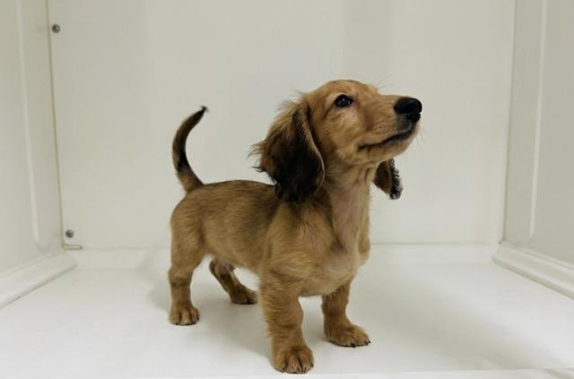 新潟県のミニチュアダックスフンド(ロング) (ペットアミ 三条四日町店/2025年10月3日生まれ/女の子/レッド)の子犬の1枚目の画像