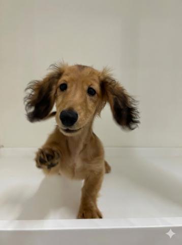 新潟県のミニチュアダックスフンド(ロング) (ペットアミ 三条四日町店/2025年10月3日生まれ/女の子/レッド)の子犬の2枚目の画像