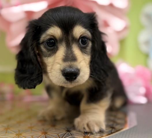 秋田県のミニチュアダックスフンド(ロング) (ペットアミ 秋田卸町店/2026年1月31日生まれ/男の子/ブラックイエロー)の子犬