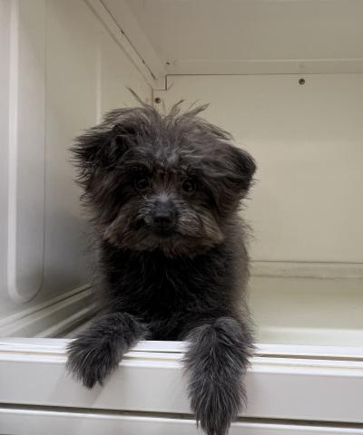 MIX(ポメラニアン×トイプードル)