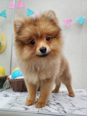 秋田県のポメラニアン (ペットアミ 能代東インター店/2025年12月4日生まれ/男の子/オレンジ)の子犬の1枚目の画像