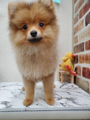 秋田県のポメラニアン (ペットアミ 能代東インター店/2025年12月4日生まれ/男の子/オレンジ)の子犬の2枚目の画像
