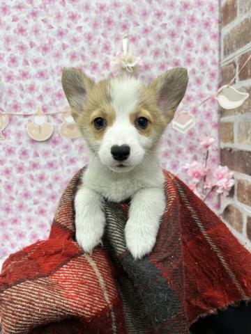 ウェルシュコーギーペンブローク