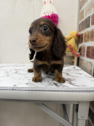 ミニチュアダックスフンド