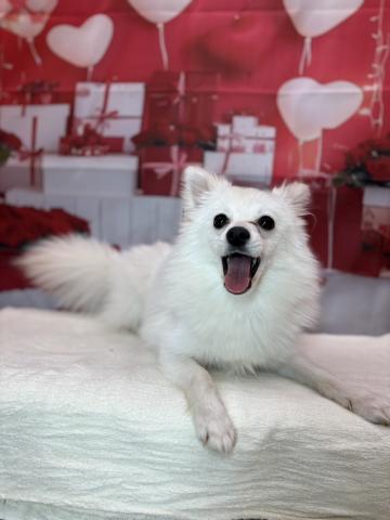 新潟県のハーフ犬・ミックス犬 (ペットアミ 十日町店/2025年6月11日生まれ/男の子/クリーム)の子犬の1枚目の画像