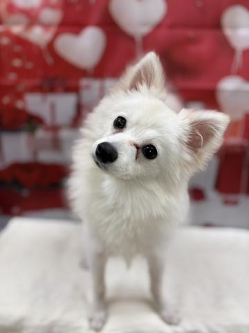 新潟県のハーフ犬・ミックス犬 (ペットアミ 十日町店/2025年6月11日生まれ/男の子/クリーム)の子犬の2枚目の画像