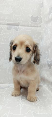 富山県のミニチュアダックスフンド(ロング) (ペットアミ宮野店/2026年1月31日生まれ/女の子/シェーデットイエロー)の子犬の1枚目の画像