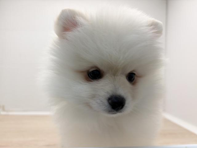石川県のポメラニアン (ペットアミ 津幡店/2026年1月24日生まれ/男の子/クリーム)の子犬の3枚目の画像