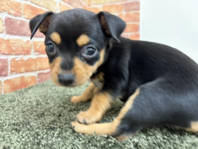 石川県のチワピン(チワワ×ミニチュアピンシャー) (ペットアミ 津幡店/2026年1月23日生まれ/女の子/ブラックタン)の子犬の2枚目の画像