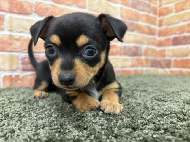 石川県のチワピン(チワワ×ミニチュアピンシャー) (ペットアミ 津幡店/2026年1月23日生まれ/女の子/ブラックタン)の子犬の4枚目の画像