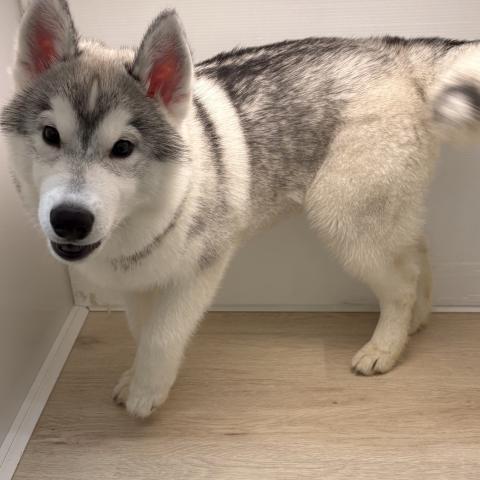 石川県のシベリアンハスキー (ペットアミ 津幡店/2026年10月25日生まれ/男の子/シルバーホワイト)の子犬の2枚目の画像