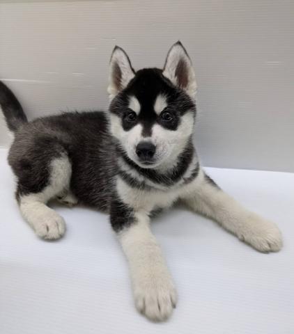 宮城県のシベリアンハスキー (ペットアミ 佐沼店/2025年12月20日生まれ/男の子/ブラックホワイト)の子犬の2枚目の画像