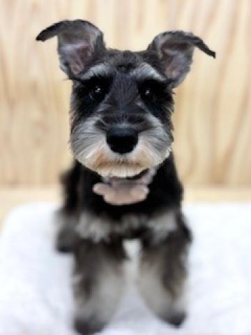 新潟県のミニチュアシュナウザー (ペットアミ 柏崎店/2025年10月15日生まれ/女の子/ソルトペッパー)の子犬の3枚目の画像