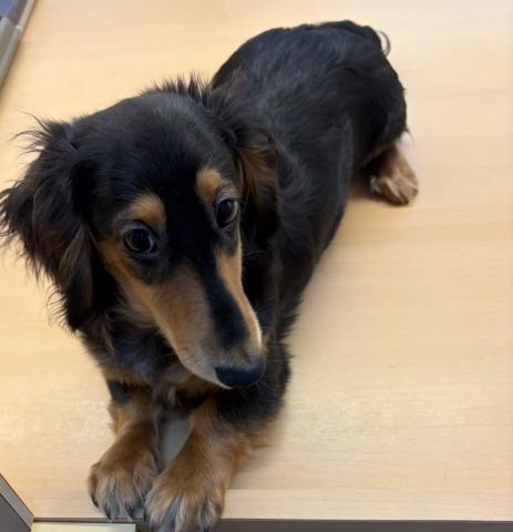 新潟県のミニチュアダックスフンド(ロング) (ペットアミ 六日町店/2025年10月18日生まれ/男の子/ブラックタンホワイト)の子犬の1枚目の画像