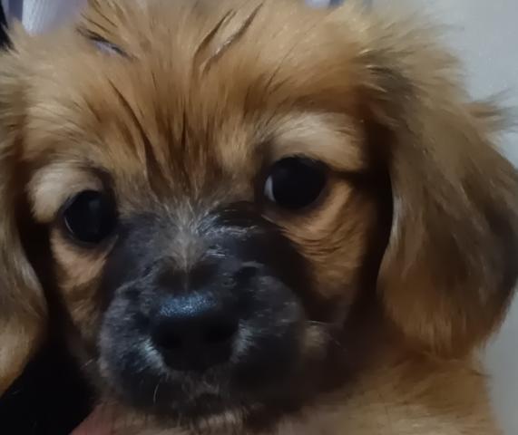 新潟県のハーフ犬・ミックス犬 (ペットアミ 六日町店/2026年1月18日生まれ/男の子/ゴールド)の子犬の1枚目の画像