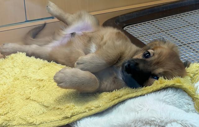 新潟県のハーフ犬・ミックス犬 (ペットアミ 六日町店/2026年1月18日生まれ/男の子/ゴールド)の子犬の2枚目の画像