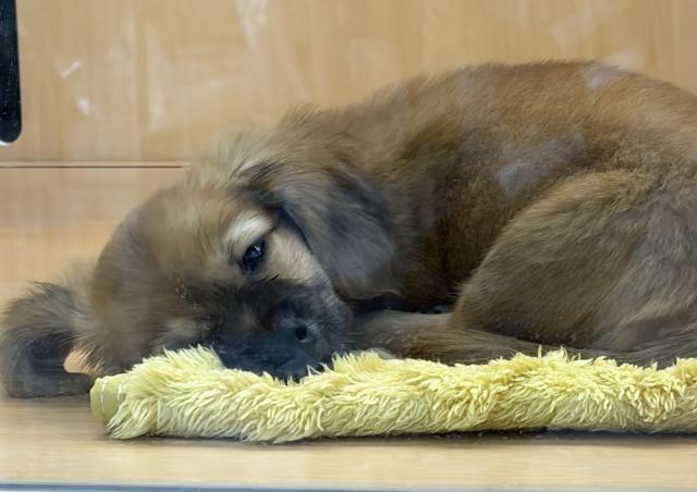 新潟県のハーフ犬・ミックス犬 (ペットアミ 六日町店/2026年1月18日生まれ/男の子/ゴールド)の子犬の3枚目の画像