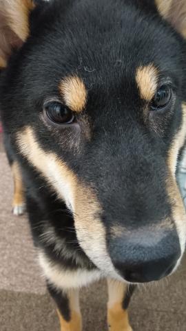 新潟県の柴犬(標準サイズ) (ペットアミ 六日町店/2025年9月13日生まれ/男の子/黒)の子犬の2枚目の画像