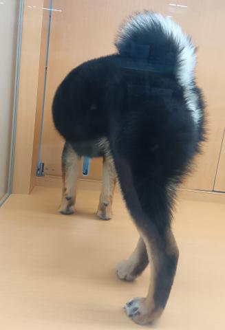 新潟県の柴犬(標準サイズ) (ペットアミ 六日町店/2025年9月13日生まれ/男の子/黒)の子犬の3枚目の画像